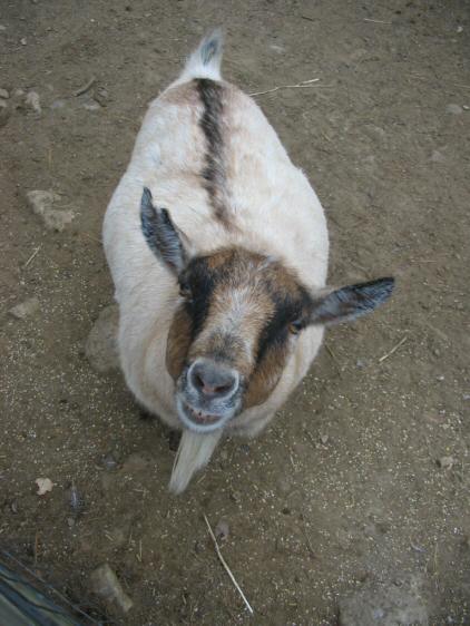 A pregnant goat