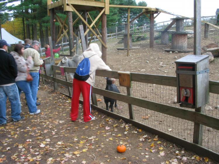 Ilham pets the goat
