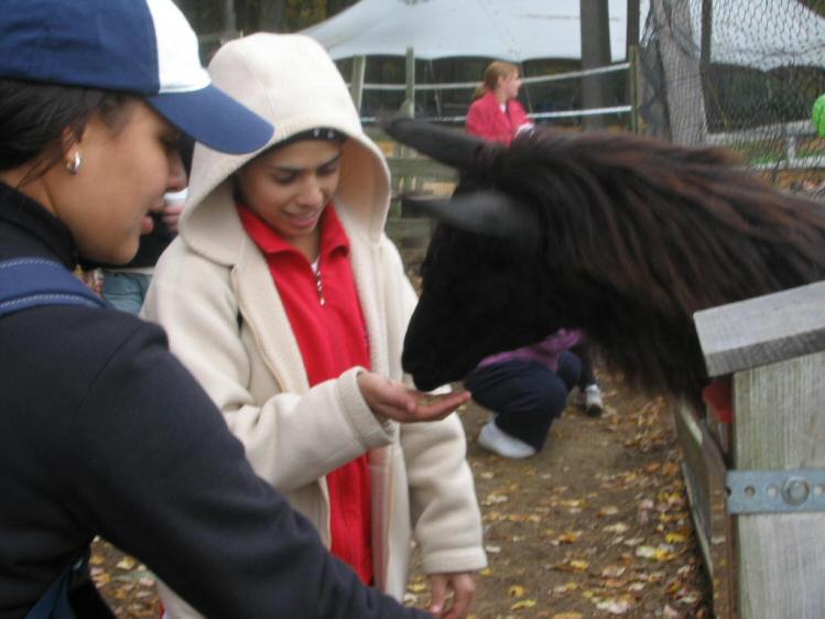 Ilam and Guadalupe feed the llama
