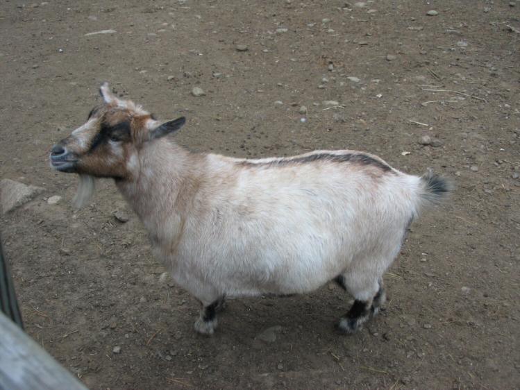 The little pregnant goat