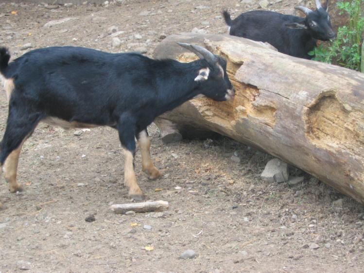 The goats scratching their antlers
