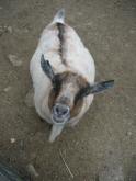 A pregnant goat
