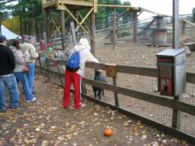 Ilham pets the goat