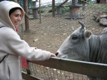 Ilham with the cow(?)