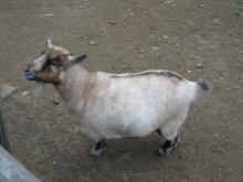 The little pregnant goat