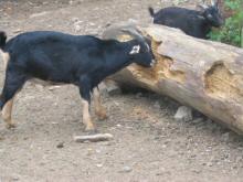 The goats scratching their antlers