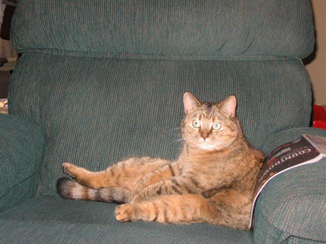 Ginger makes herself at home