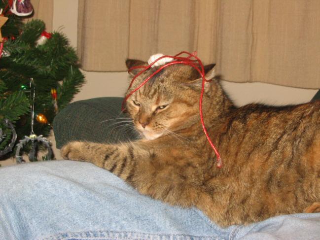 gingerpresent