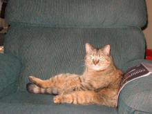 Ginger makes herself at home